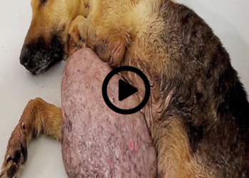 35 Hero Animals that Saved Human Lives !