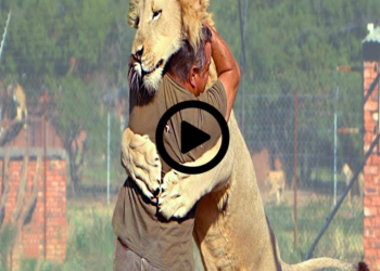 Animals Reunited With Owners After Years !