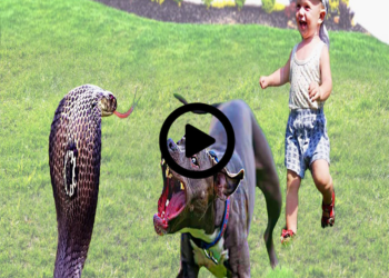 30 Hero Animals That Saved Human Lives !