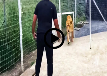 Animals That Do Not Forget Their Owner After Years !