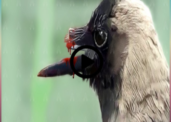 Animals That Asked People for Help