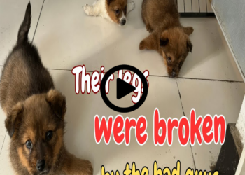 The Puppies Had Their Legs Cruelly Broken And Were Left To Die, Until This Happened