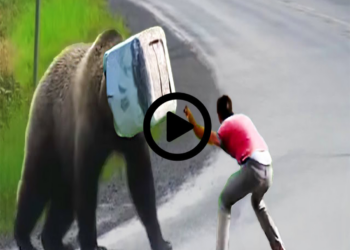 30 Animals That Asked People For Help & Kindness !