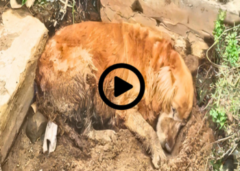 Elderly stray dog who had given up on life found love and happiness in its final three years.
