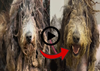 4 Year Cage Nightmare: Beaten & Starved Dog Finally Smiles