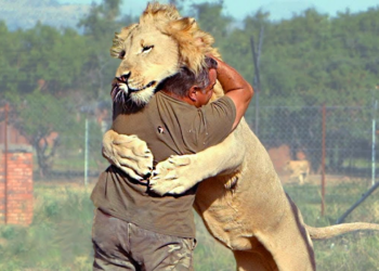 Animals Reunited With Owners After Years !
