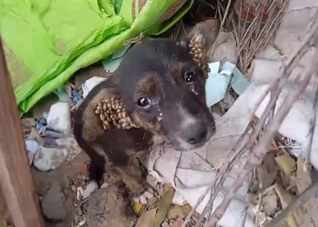 Alone, lost and scared, the orphaned puppy struggles with thousands of ticks in his ears