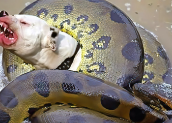 30 Animals That Asked People For Help & Kindness !