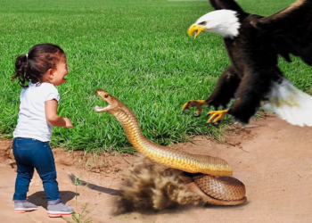 37 Hero Animals That Saved Human Lives !