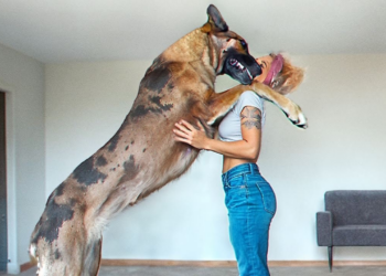 These Animals Will Never Forget Their Owners | Animal Reunion After Years Compilation of 2024 !
