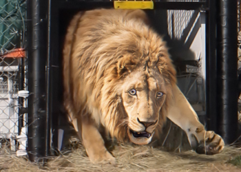 Animals Being Freed For The Very First Time | Best of the 2024 !