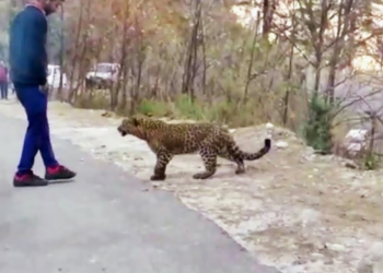 Animals That Asked People for Help & Kindness | Best Moments Of 2022 !