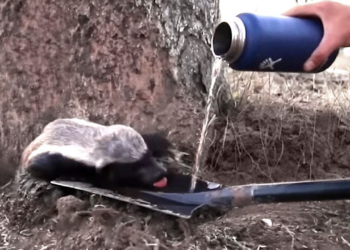 These Animals Asked People For Help And Here’s Why !
