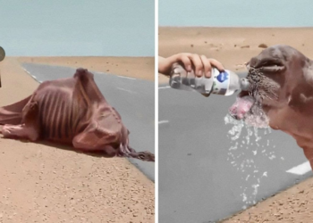 35 Animals That Asked People for Help & Kindness !