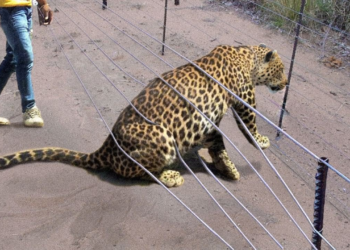 30 Animals That Asked People for Help & Kindness !