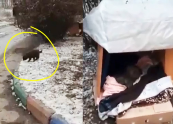Heartbroken over puppy begging passersby to save his siblings in freezing weather