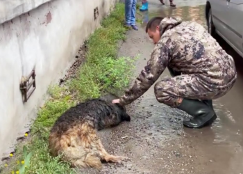 He collapsed from poison, drenched with thousands of maggots in the showers