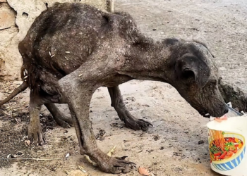 Stray dog as skinny as a bat becomes handsome after being rescued