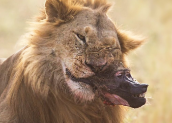 35 Times Animals Messed With The Wrong Opponent !