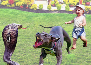 30 Hero Animals That Saved Human Lives !
