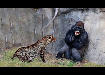 30 Times Animals Messed With The Wrong Opponent !