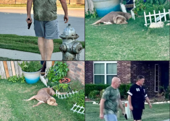 Texas Tragedy: Family Returns Home to Find Beloved Pet Killed by Neighbor