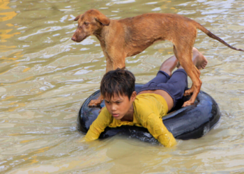 An amazing act of compassion by a 8-year-old boy rescuing an abandoned dog makes him a hero.