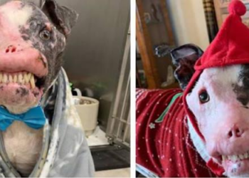 Rescue Dog With Autoimmune Disease Proves Beauty Comes From Within