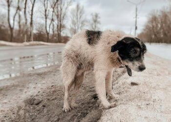 Dog Waited For 3 Days On The Freezing Snowy Road After His Owner Abandoned Him Saying “Stay Here”…
