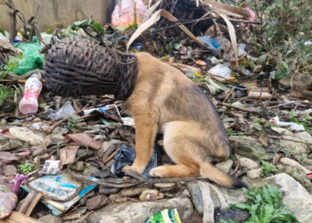 Dramatic rescue: Dog rescued from being trapped while trying to find food
