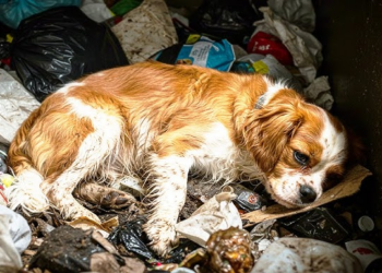 Charity launch urgent appeal after group of ten dogs abandoned in village