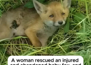 Rescue the Trapped Squirrel