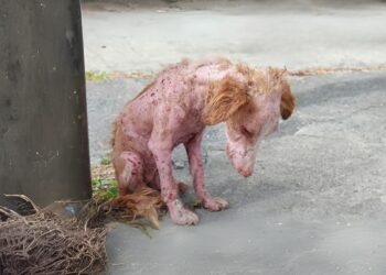 She just stayed there waiting in vain for her owner and gradually collapsed