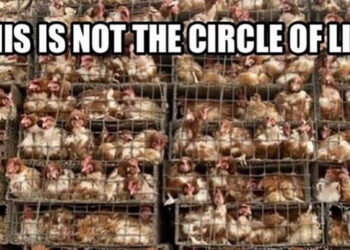 The Harsh Reality of Factory-Farmed Chickens: Struggles in Life and Death