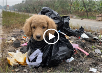 A good man rescues the dog.