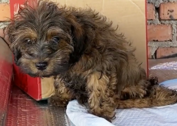 This stray puppy trying to escape on his knees surprises everyone after being rescued
