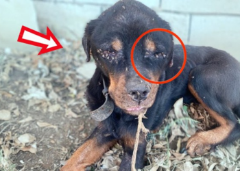 “Please Let Me In” Tied Up In A Dump, He Begged His Owner As The Flies Hurt His Eyes