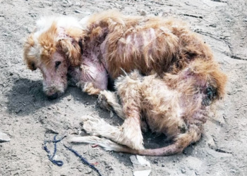 The Baby Was Freezing Helplessly On The Cold Ground, He Gave Up And Lay There Exhausted!