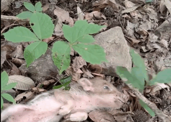 The Journey to Save a Little Pig’s Life