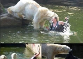 A polar bear attacks a 32-year-old woman who jumped into the polar bear enclosure at the Berlin Zoo, leaving her…GT